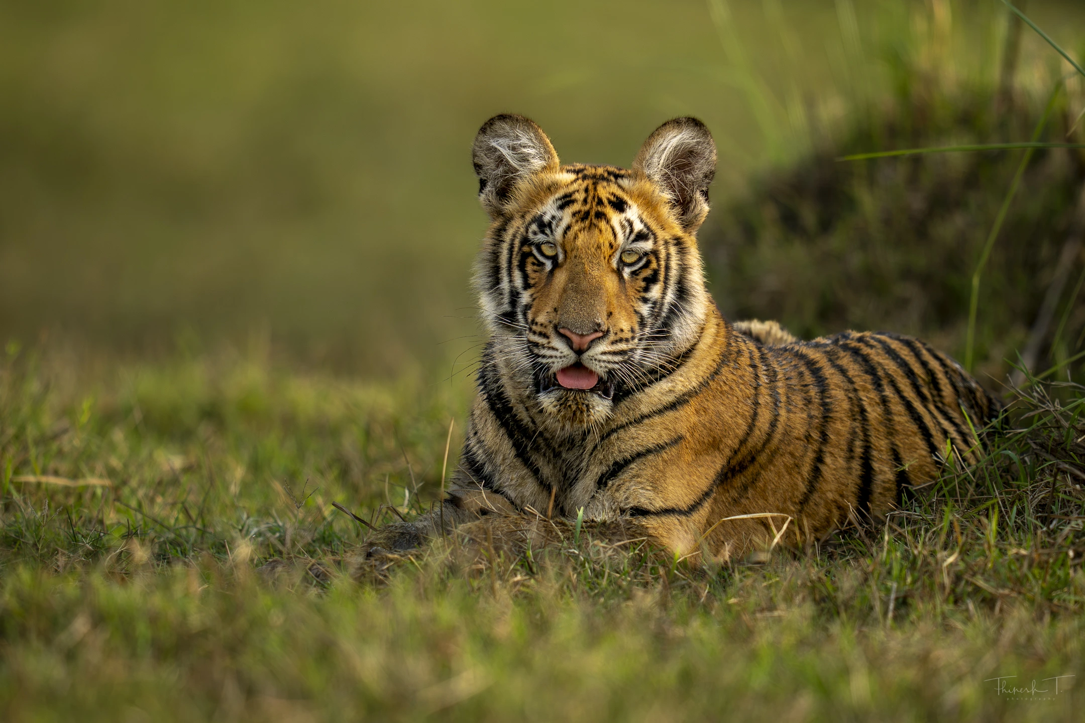 India Tiger Photography Tour – Umred & Tadoba gallery image 2